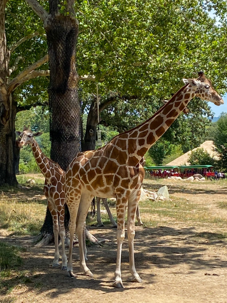 Giraffes at the Zoo - Week in Rewnd with Midwest Life and Style Blog