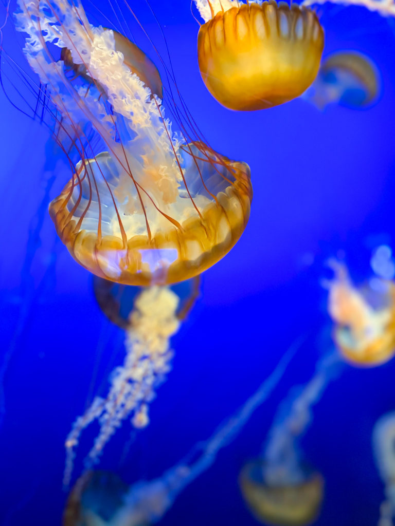 Jellyfish at the Zoo - Week in Rewind with Midwest Life and Style Blog