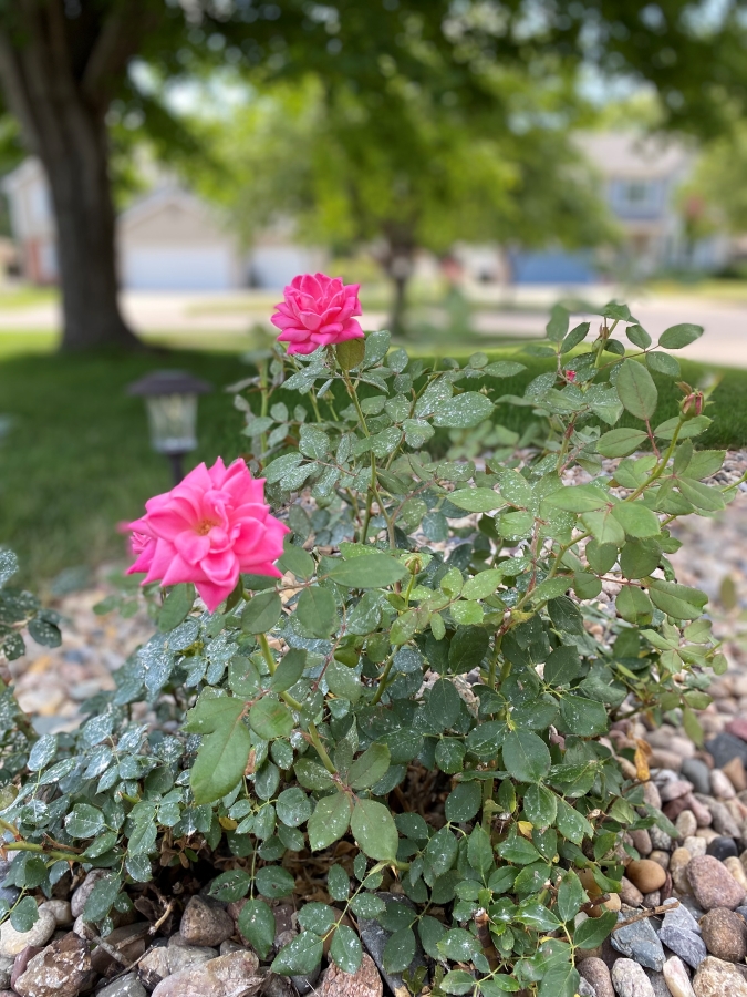 Pink Knockout roses - Week in Rewind with Midwest Life and Style 