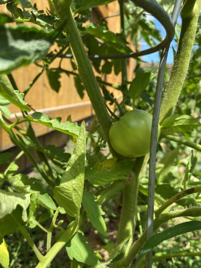 Baby tomatoes on the vine - Week in Rewind with Midwest Life and Style