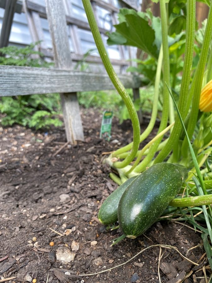 Zucchini from the garden - Week in Rewind with Midwest Life and Style Blog`