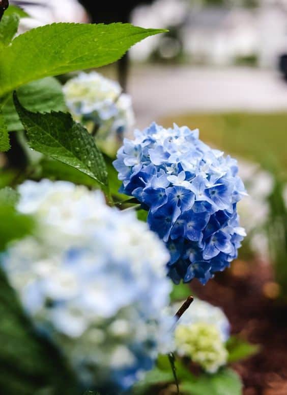 How To Dry Hydrangeas from Cottage On Bunker Hill - Week in Rewind with Midwest Life and Style