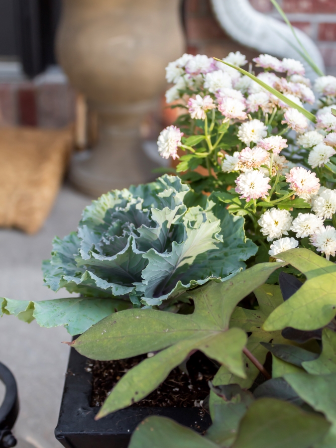 Fall planter with mums, cabbage, sweet potato vine and ornamental grasses - Midwest Life and Style Blog