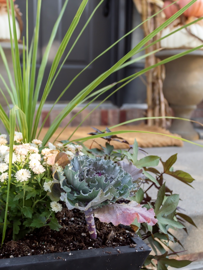 Fall planter with mums, cabbage, sweet potato vine and ornamental grasses - Midwest Life and Style Blog