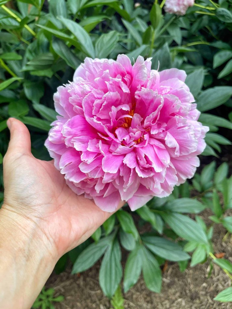 How To Grow Peonies from Bricks 'n Blooms - Week in Rewind with Midwest Life and Style