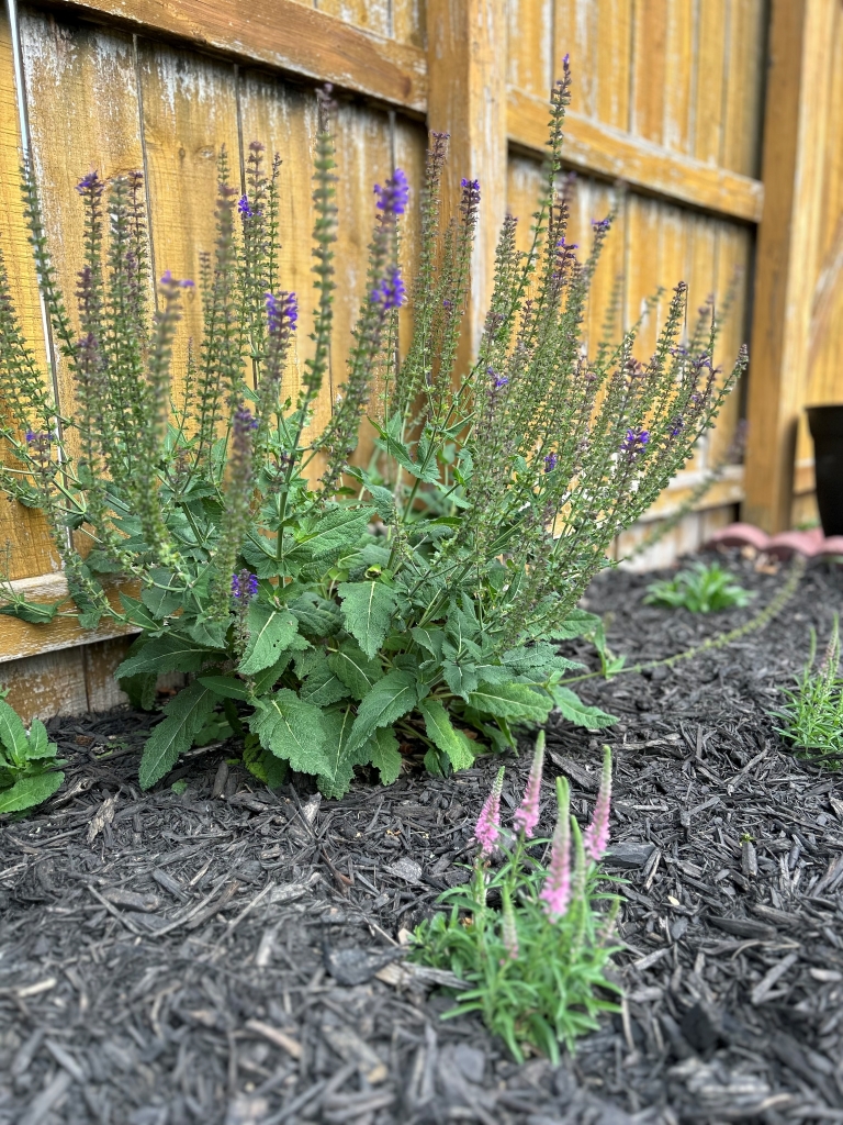 Salvia and perennials in the flower garden - Midwest Life and Style Blog