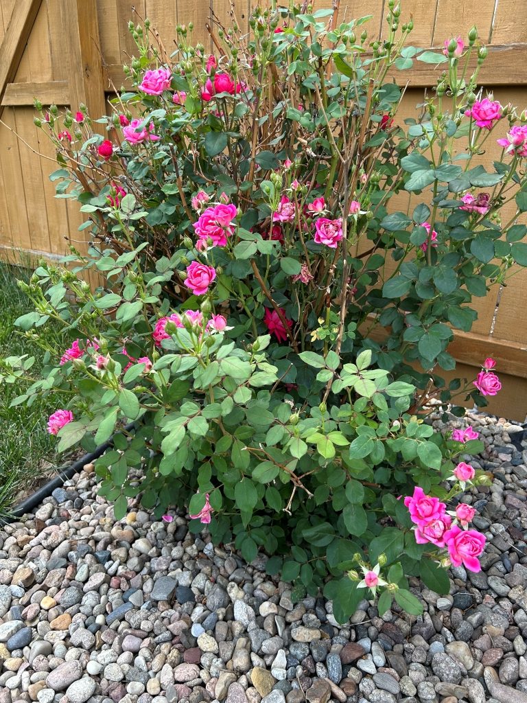 Rose bush in the flower garden - Midwest Life and Style Garden