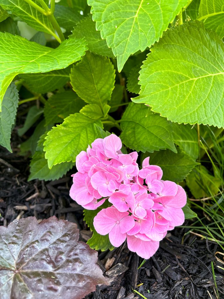 Pink hydrangeas in the garden - Midwest Life and Style Blog