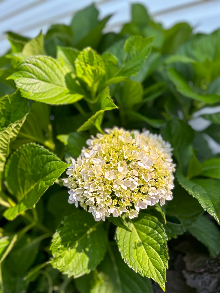 White hydrangeas in the garden - Midwest Life and Style Blog