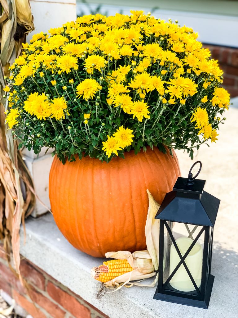 Pumpkin planter with fall mums from Cottage in the Mitten