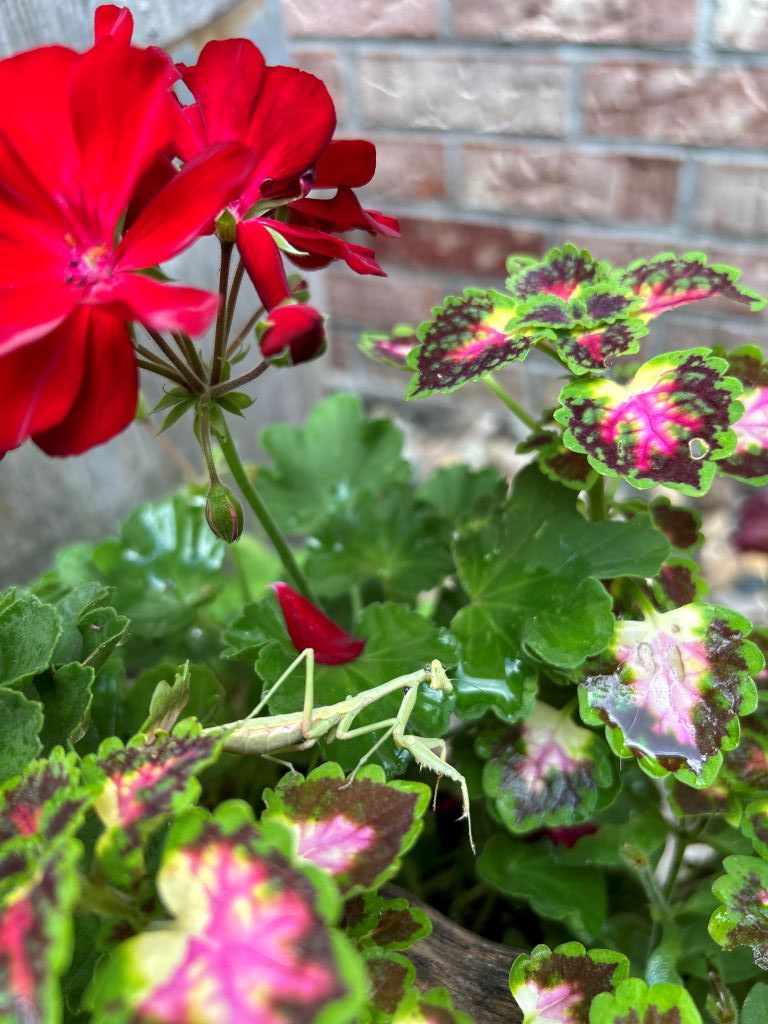 Praying mantis hiding in summer flowers - The Week In Rewind Volume 63 - Midwest Life and Style Blog - 