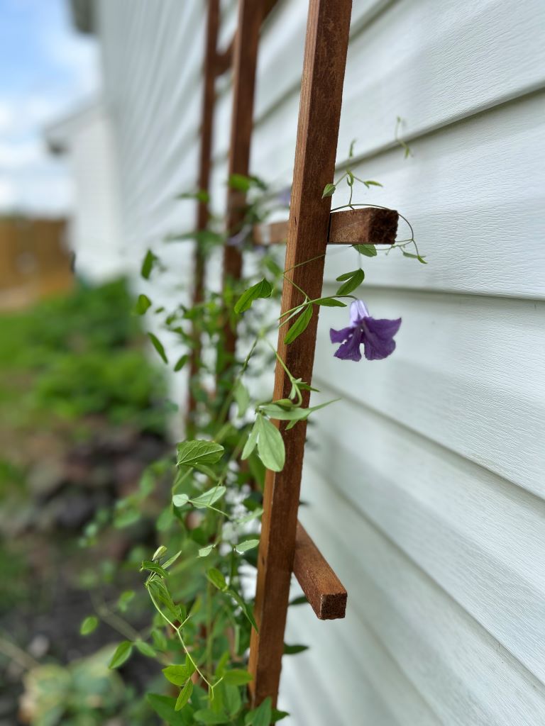 Climing purple clematis - The Week In Rewind Volume 63 - Midwest Life and Style Blog