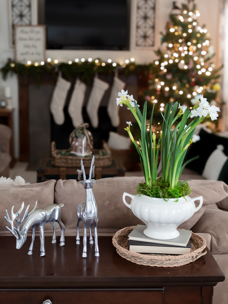 Christmas Paperwhites in Living Room