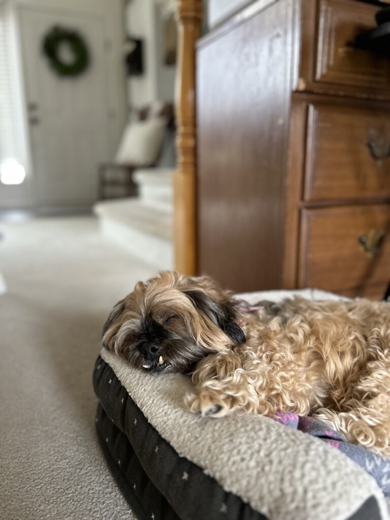 peek-a-poo dog sleepign in a dog bed