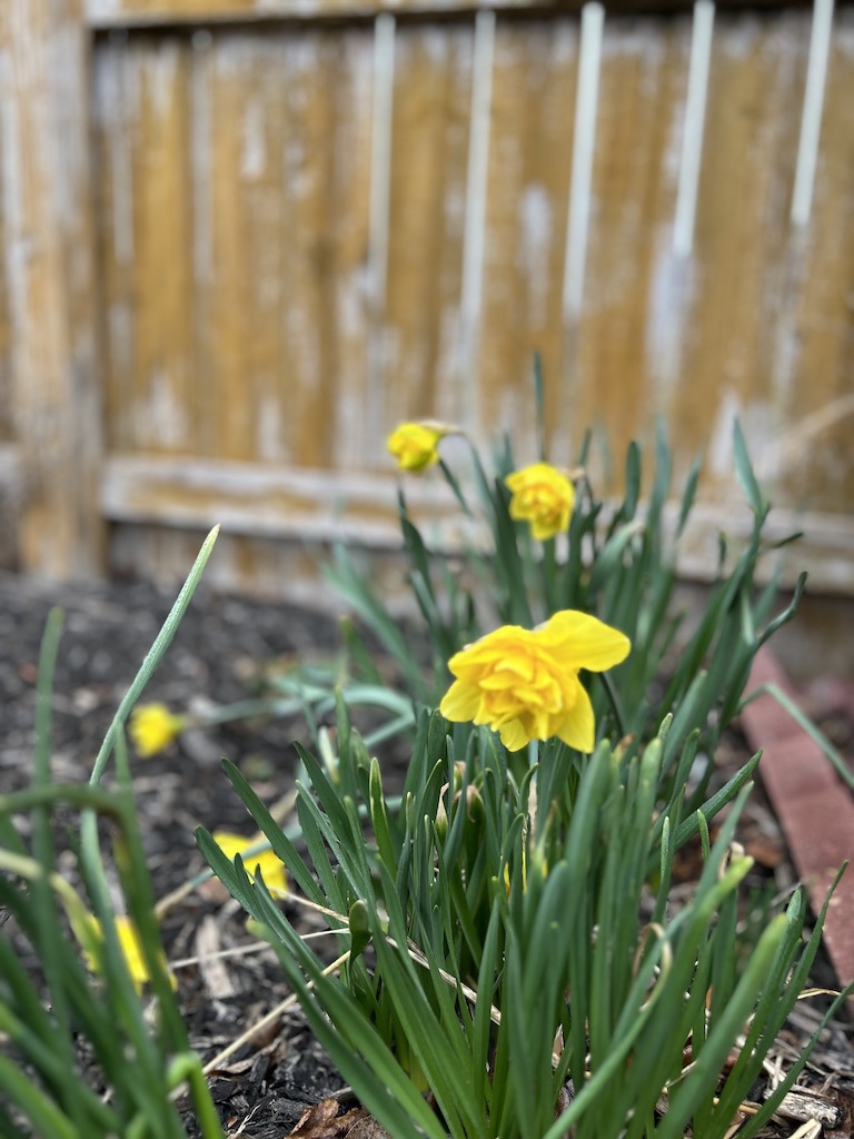 Daffodils blooming in spring flower garden