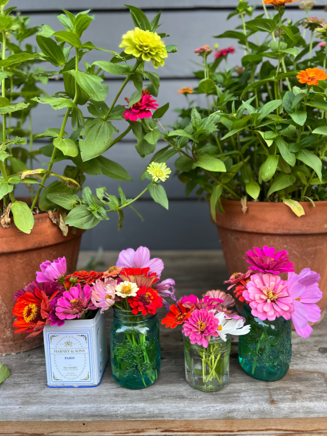 Growing zinnias in pots - The Tattered Pew - Week in Rewind Volume 82