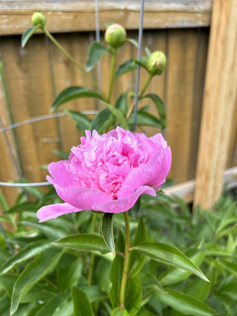 pink peony blooming in the garden 