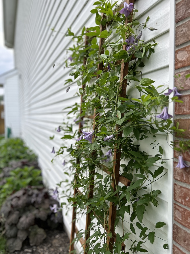 purple clematis climbing on a trellis