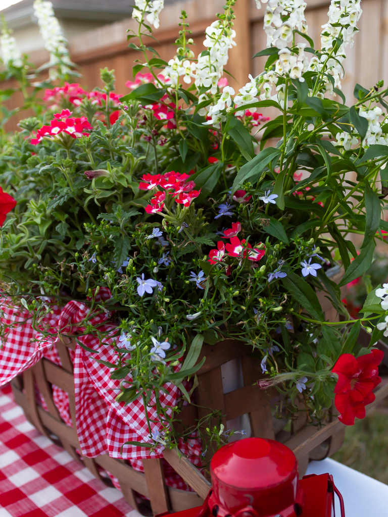 Close-up view of red and white summer annuals filled in a picnic basket for a simple centepiece