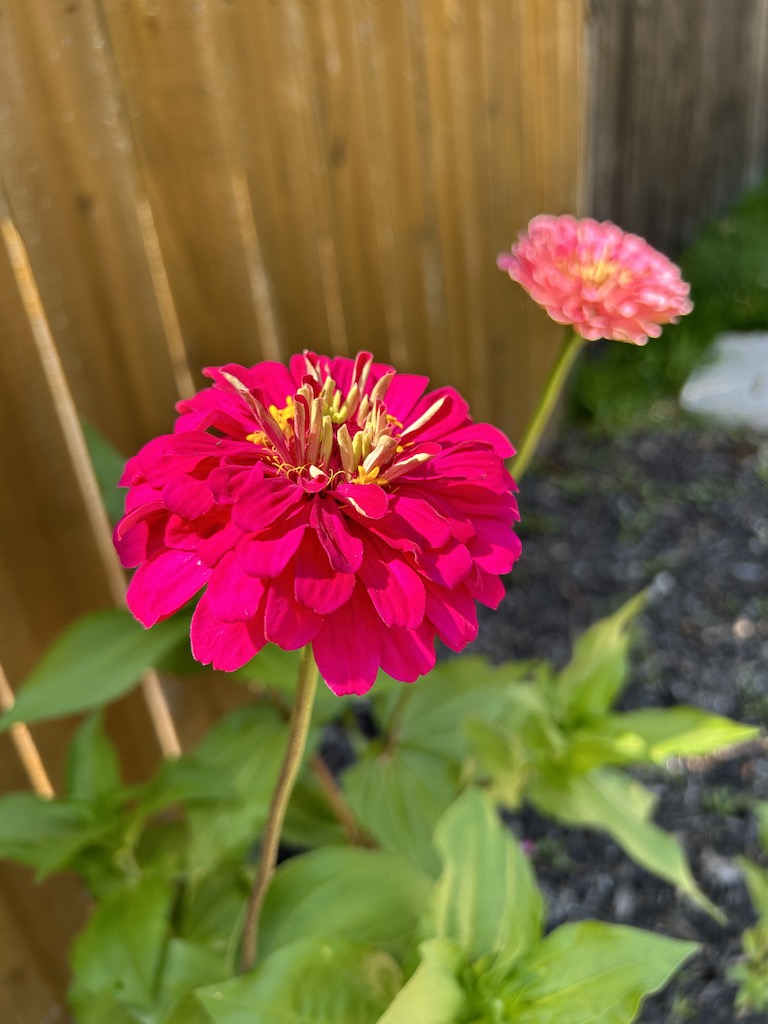 Pink zinnias in bloom