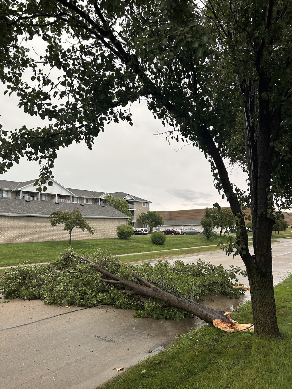 Large tree limb down across the street damanged from a wind storm