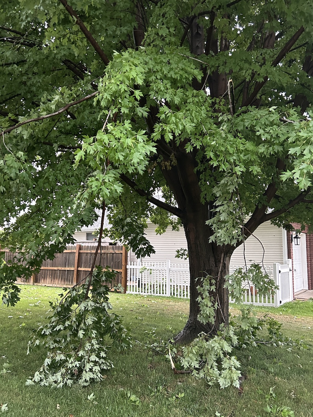 Tree branches dangling and damaged in a severe wind storm