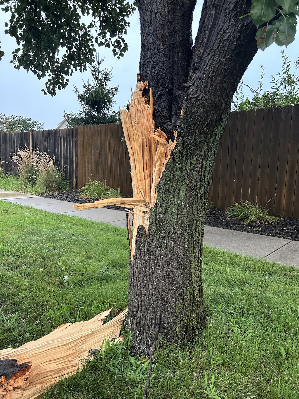 Tree damaged in a wind storm