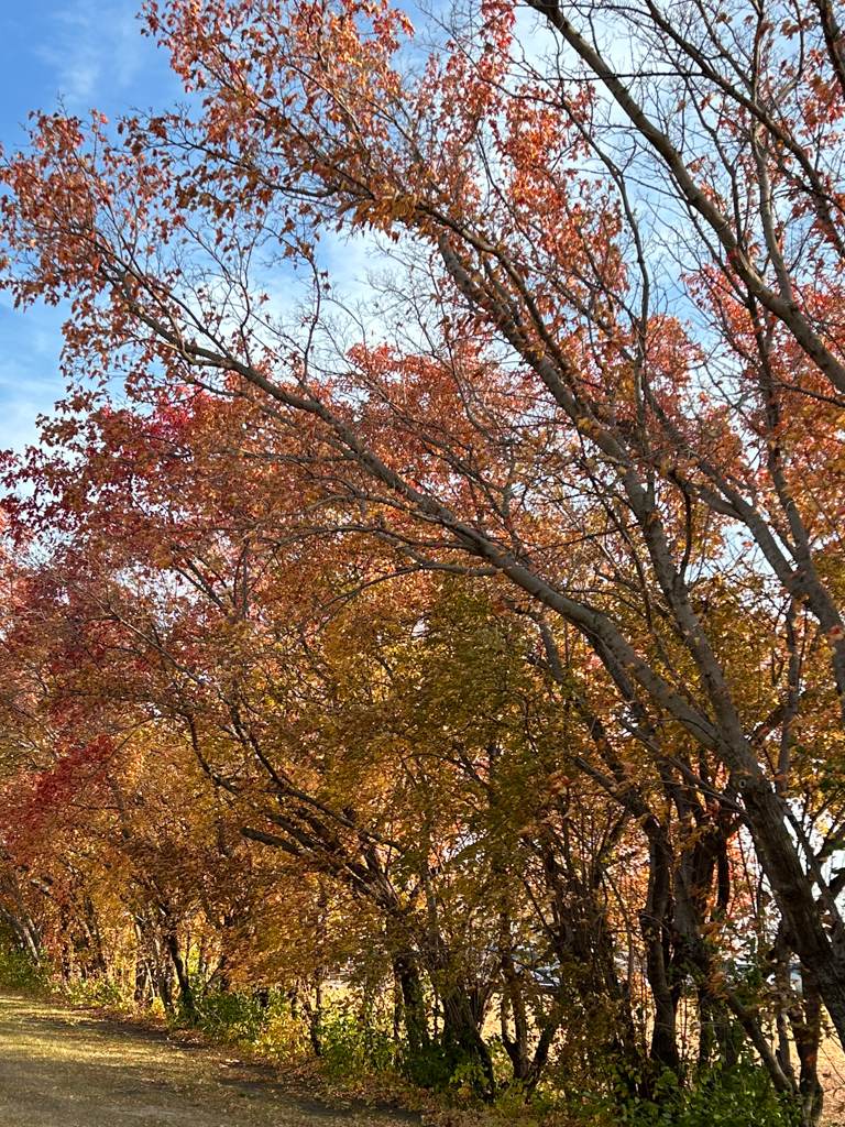 Red and yellow fall foliage agaisnt a deep blue sky on the campus of Southwest Minnesota State