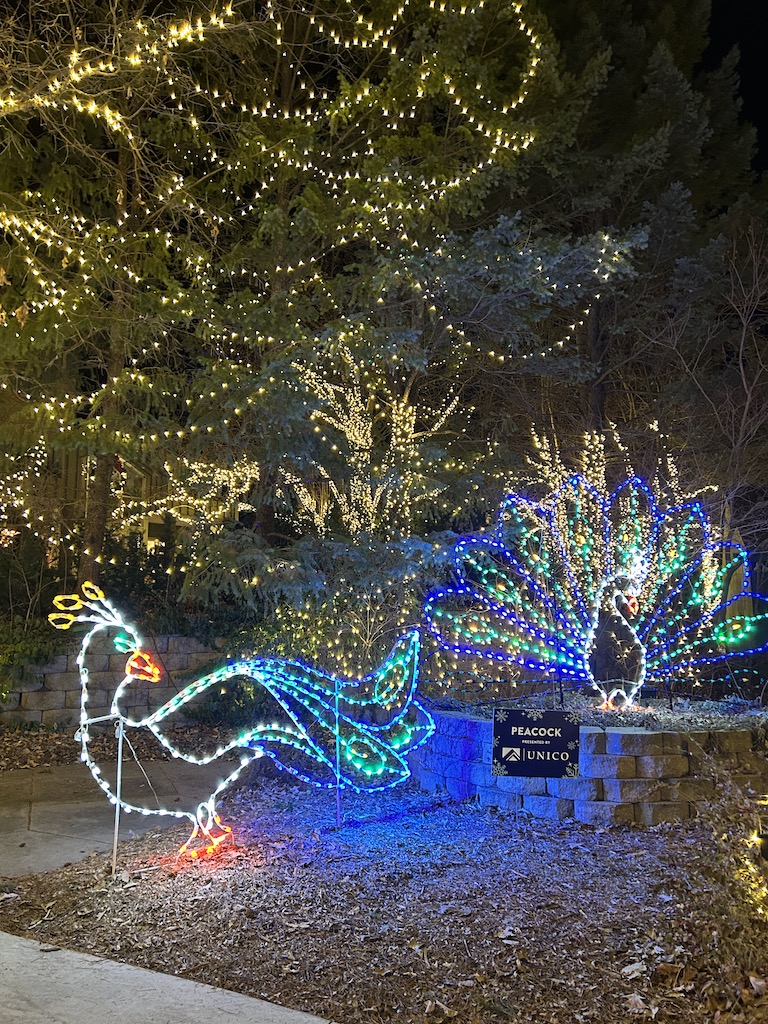 light up peacocks at a zoo light event